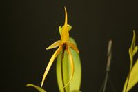 20230805 Froese Karl-Heinz_Bulbophyllum echnolabium x carunculatum