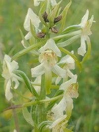 Gr&uuml;nliche Waldhyazinthe - Platanthera chlorantha IMG_20230618_102301