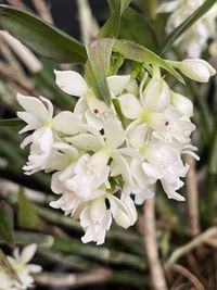 20230930 Verbeet Hans-Peter_Epidendrum hugomedinae